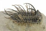 Spiny Koneprusia Trilobite - Foum Zguid, Morocco #268852-2